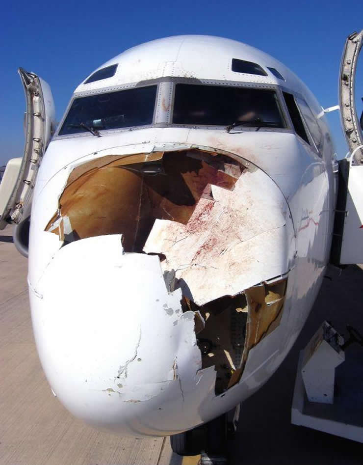 Bildresultat för plane bird crash